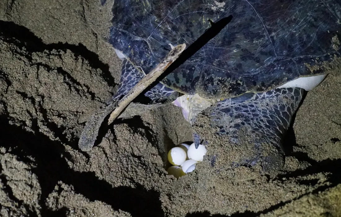 La cuarentena impactó de manera positiva el desove de tortugas en diferentes playas del mundo La cuarentena impactó de manera positiva el desove de tortugas en diferentes playas del mundo