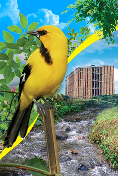 La Javeriana Cali, el campus universitario más bonito que he conocido